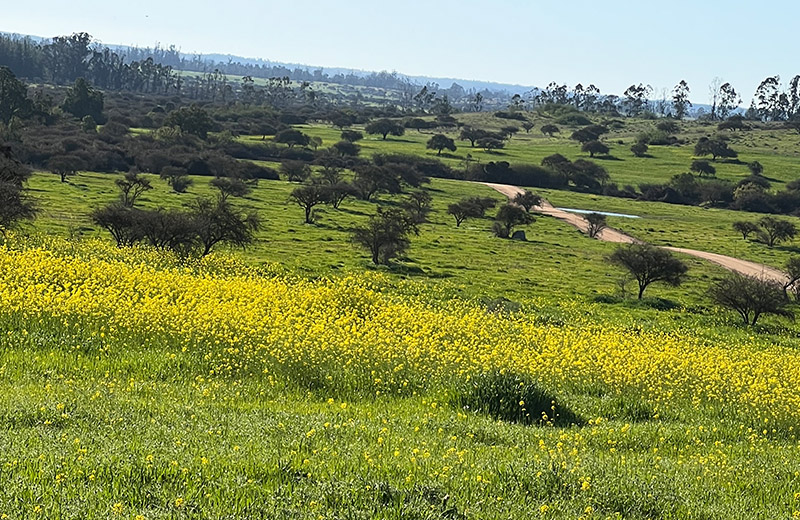 lomas de santa monica