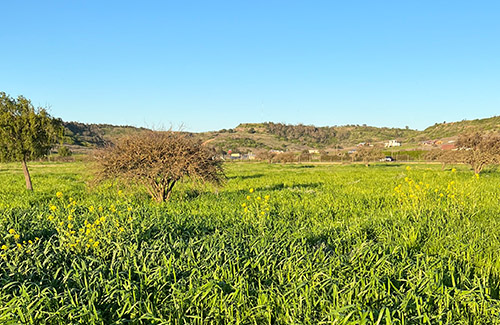 lomas de santa monica