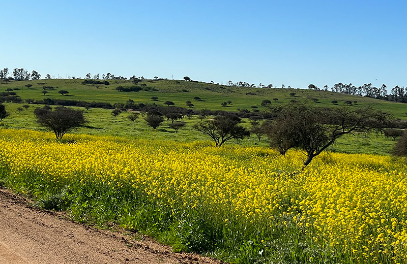 lomas de santa monica