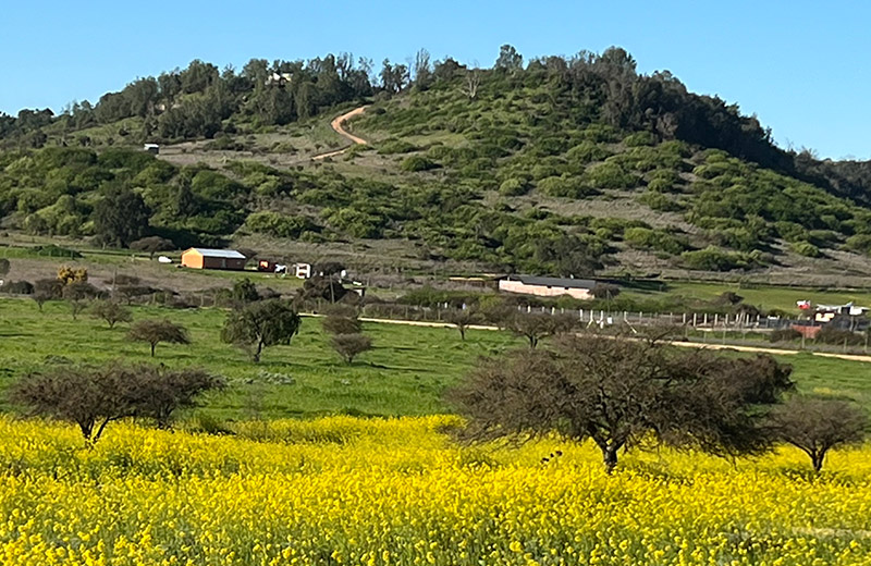 lomas de santa monica