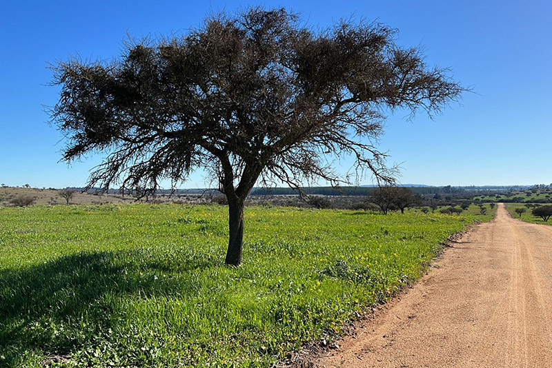 Lomas de Santa Mónica